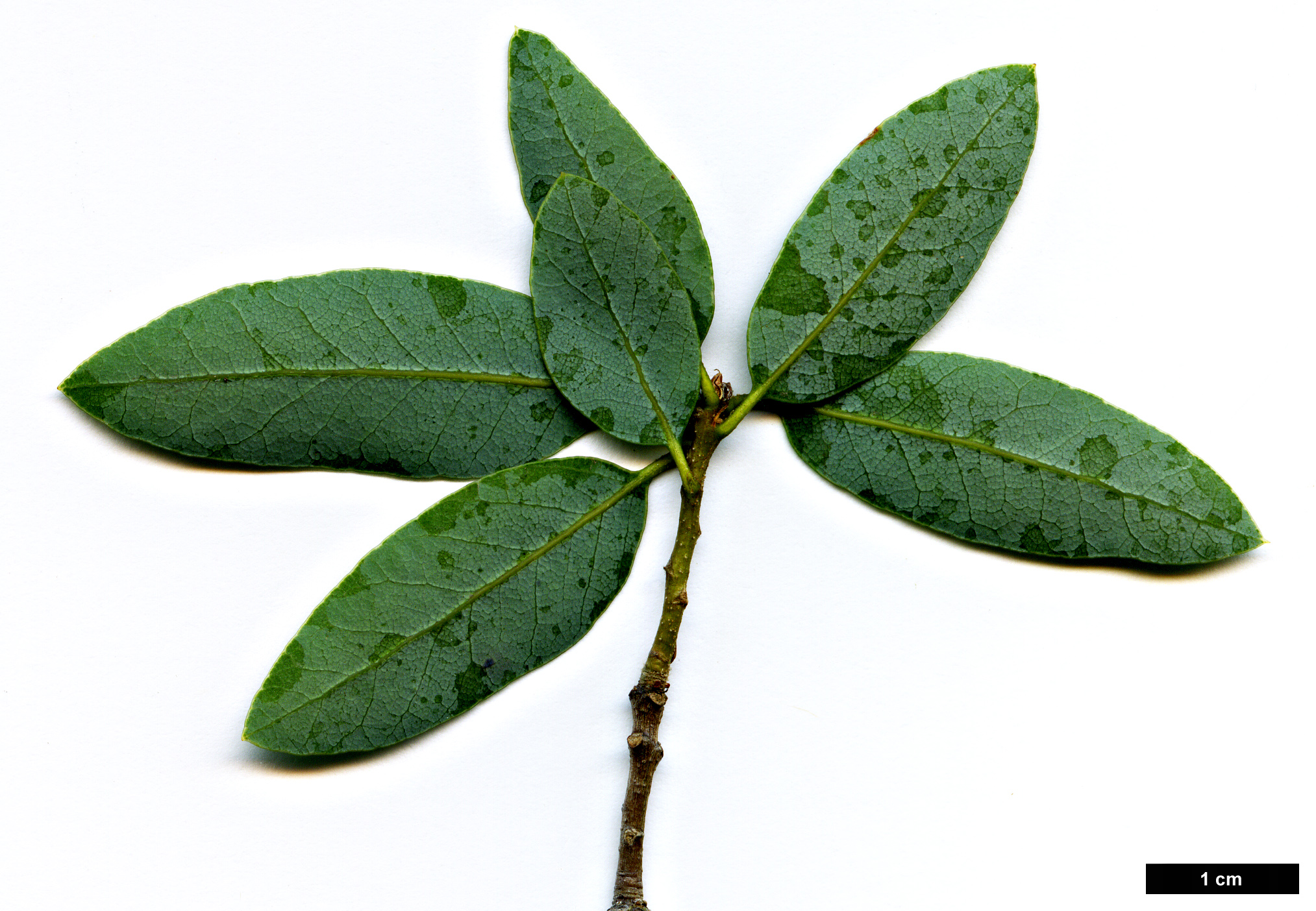High resolution image: Family: Fagaceae - Genus: Quercus - Taxon: vacciniifolia High resolution image: Family: Fagaceae - Genus: Quercus - Taxon: vacciniifolia